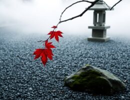 attachment causes suffering zen